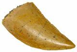 Serrated Raptor Tooth - Real Dinosaur Tooth #361050-1